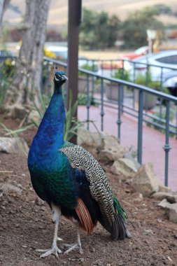 Çok gururlu ve güzel bir tavus kuşu