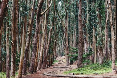 Yoğun bir okaliptüs ormanında dolan sakin bir patika.
