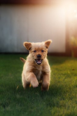 Altın ışıkta koşan Golden retriever köpeği