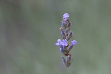 Bokeh arka planında Mor Yaban Çiçeği