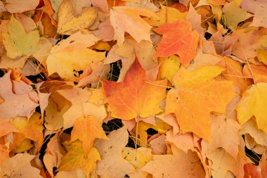 Kırmızı, turuncu, sarı yapraklar orman zeminine dökülmüş.