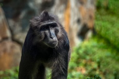 Tonkean macaque (Macaca tonkeana) is a species of primate clipart