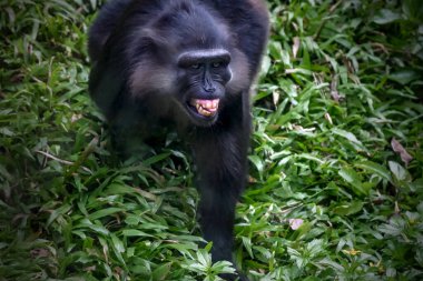 Tonkean macaque (Macaca tonkeana) is a species of primate clipart