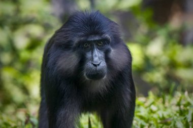 Tonkean makağı (Macaca tonkeana) primatların bir türüdür.