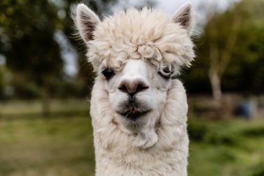 White alpaca close up of face clipart