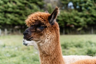 Kahverengi alpaka otlaktaki mesafeye bakıyor.