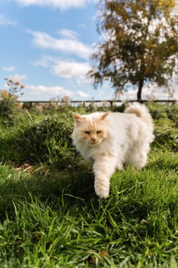 Beyaz tüylü kedi otlakta yürüyor ve onunla avlanıyor.