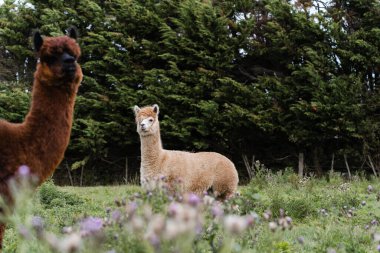 Beige and brown alpaca in paddock with purple thistles clipart