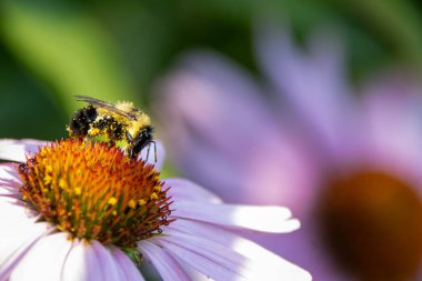 Bumblebee, bahçede pembe bir ekinezya çiçeğinin üzerinde polen topluyor.