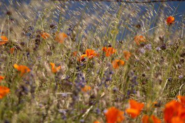 Uzun otların arasında bulanık arka planlı turuncu gelincikler..