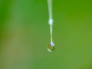 Waterdrop hanging from a blade of grass clipart