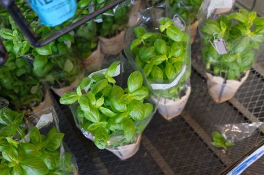 Green Basil Plants on Shelf at Supermarket clipart