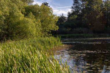 Lush green reeds and trees along a bay's edge at Juanita Bay Park clipart