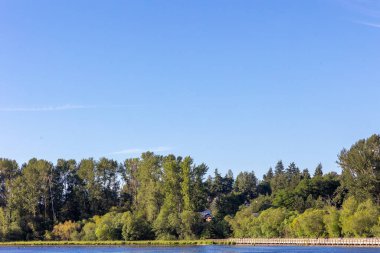 Juanita Körfezi 'nde mavi gökyüzü ve suyla geniş bir ağaç manzarası var.