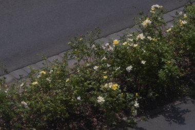 Yaz güneşinde açan sarı güller, yolun hemen yanında.