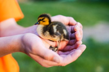 Ördek yavrusu, yumuşak güneş ışığıyla vurgulanmış, elleri bağlı duruyor..