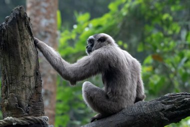 Kalın yapraklarda bir langur portresi