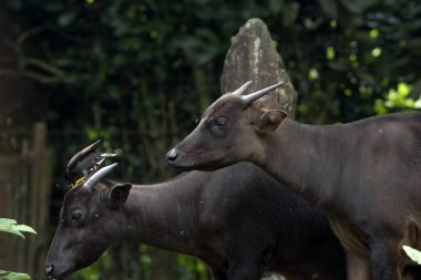 Bir ananas geyiğine yaklaş
