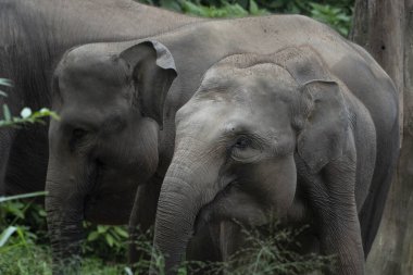 Sumatra filinin yakın plan fotoğrafı.