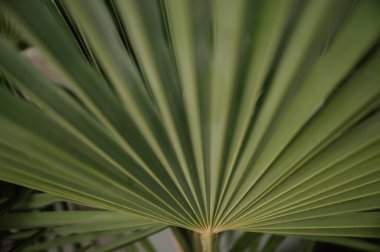 Canlı, yeşil bir palmiye yaprağının detaylı dokusuna yakın plan.