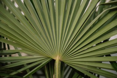 Canlı, yeşil bir palmiye yaprağının detaylı dokusuna yakın plan.