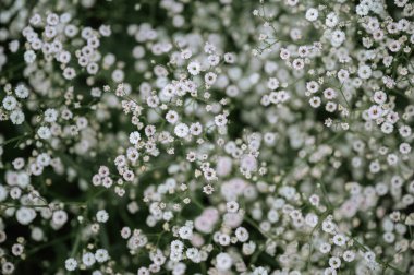 Yeşil yapraklara karşı narin beyaz çingene çiçeklerinin yakın çekimi