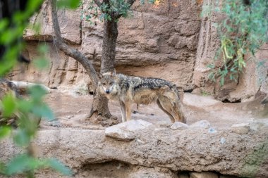 Tucson, Arizona 'da Meksikalı Gri Kurt.