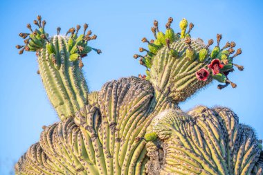 Tucson, Arizona 'da çiçek açan bir kaktüs.