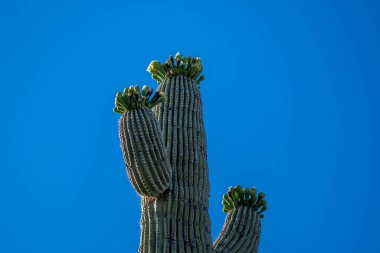 Tucson, Arizona 'da uzun ince bir Saguaro Kaktüsü