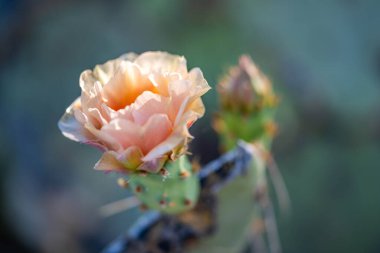 Arizona, Saguaro NP 'de çiçek açan bir kaktüs.