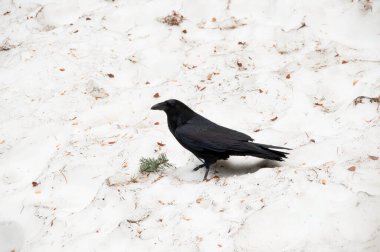 Yosemite 'de kara kuzgun.