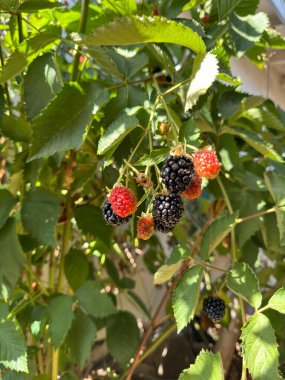 Picking fruit from the garden clipart