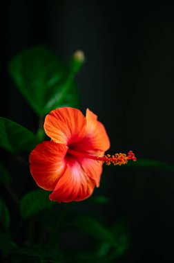 Büyük kırmızı bir çiçek. makro fotoğraf