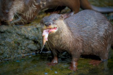 Portrait closeup of Otter with prey clipart