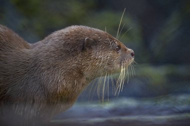 Portrait closeup of Otter with prey clipart