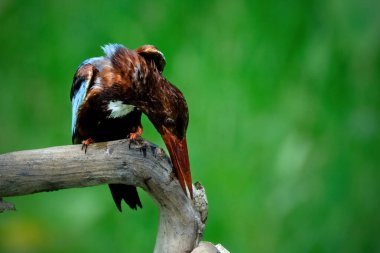 White-throated Kingfisher (Halcyon smyrnesis) on branch clipart