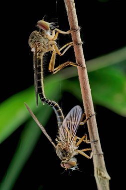 Çiftleşen soyguncu dalda uçar