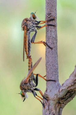 Mating robber fly on branch clipart