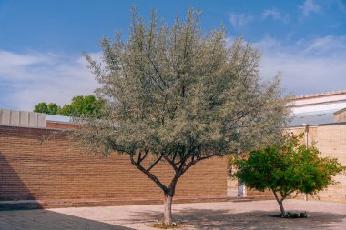 Yeşil yapraklı bir ağaç tuğla bir duvarın önünde.
