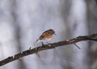 Brambling (Fringilla montifringilla) bird sitting on a tree clipart