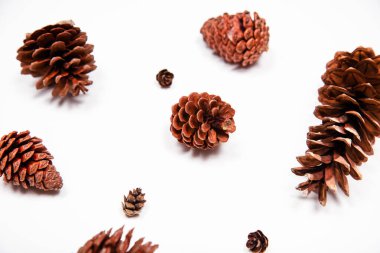 Beyaz arka planda çeşitli boyutlarda çam kozalakları var.