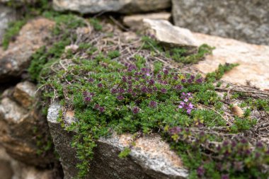 Ürkütücü kekliğin Mor Çiçekleri