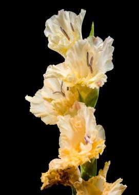 Çiçek açan Gladiolus Donna Maria siyah bir arkaplan
