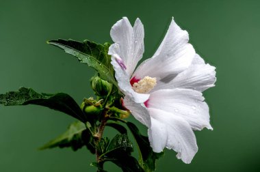 Yeşil arka planda çiçek açan beyaz Hibiscus syriacus