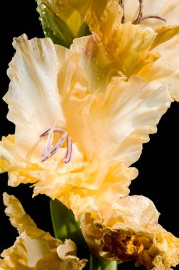 Çiçek açan Gladiolus Donna Maria siyah bir arkaplan