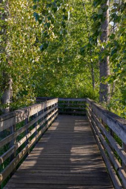 Juanita Körfezi Parkı 'ndaki sık yeşillikler arasında tahta kaldırım.