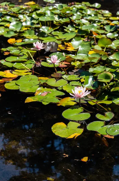 Pembe su çiçekleri gölette