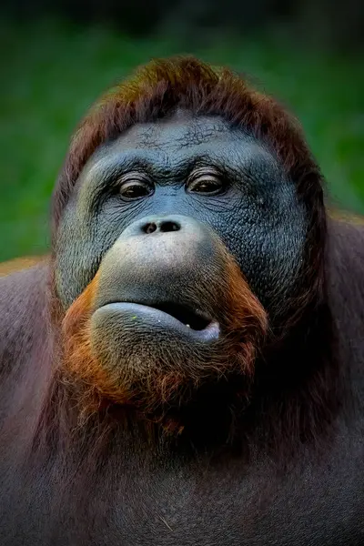 stock image Portrait closeup of bornean orangutan