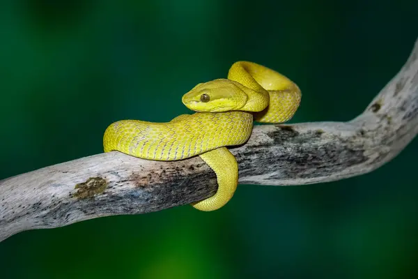 stock image Trimeresurus Insularis Yellow, Beautiful Pit Viper