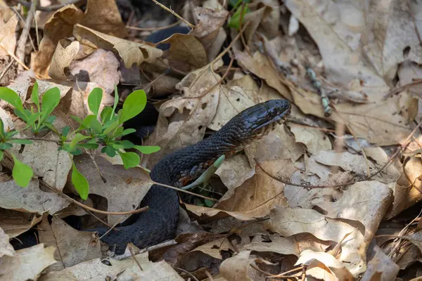 stock image Northern Watersnake (Nerodia sipedon) in the Leaves